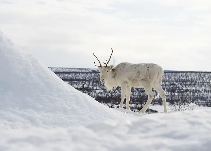 Hotel Thon Kautokeino